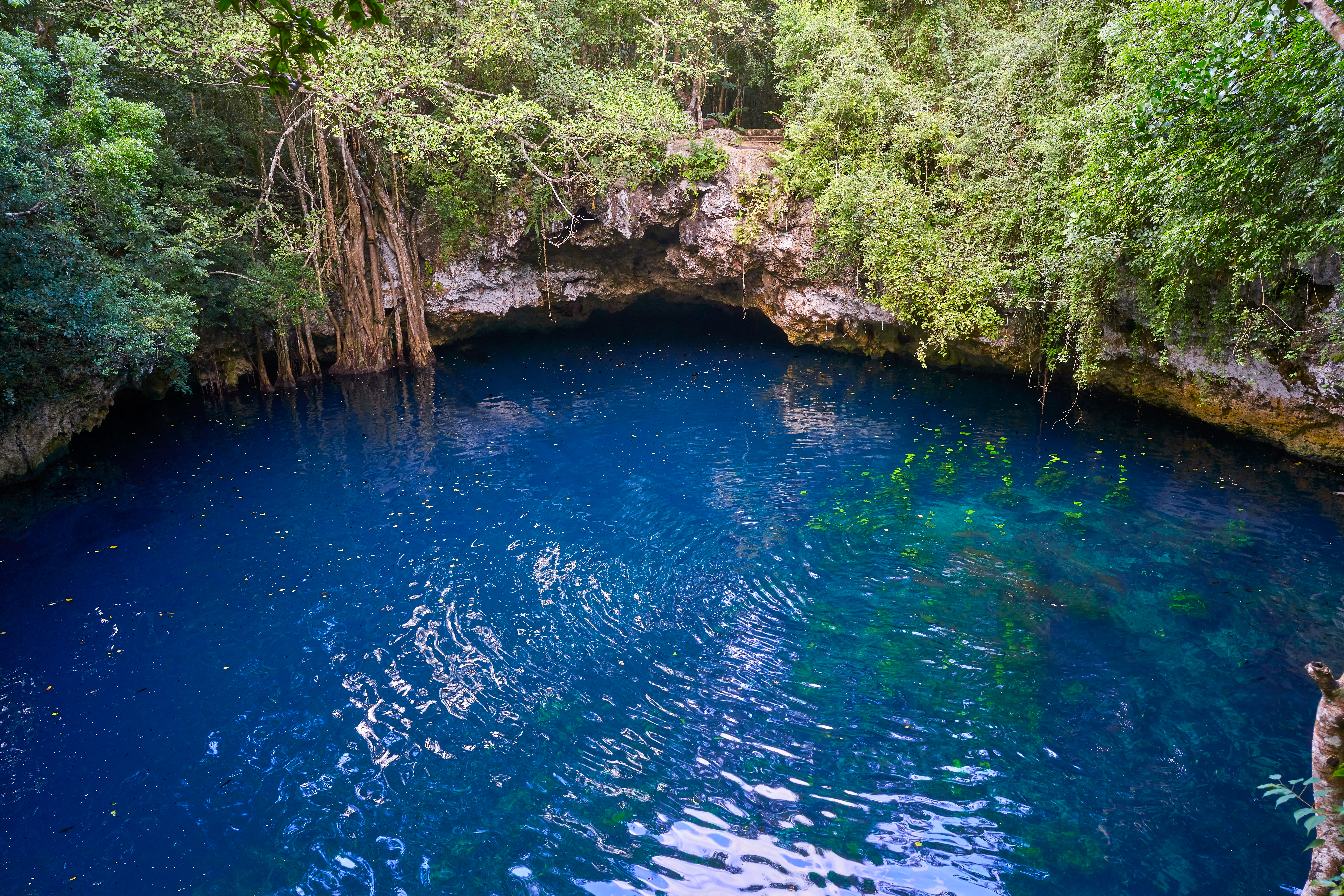 Cenote sinkhole in rainforest mayan jungle